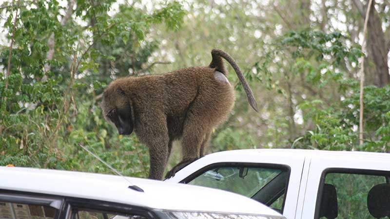 Baboon breaking into a vehicle